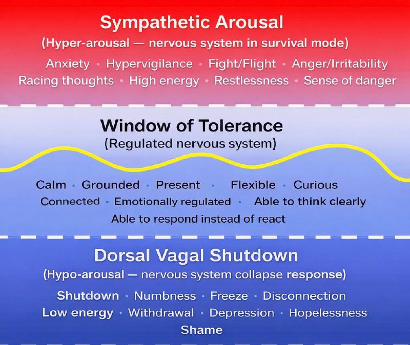The Window of Tolerance: Why You Snap So Easily